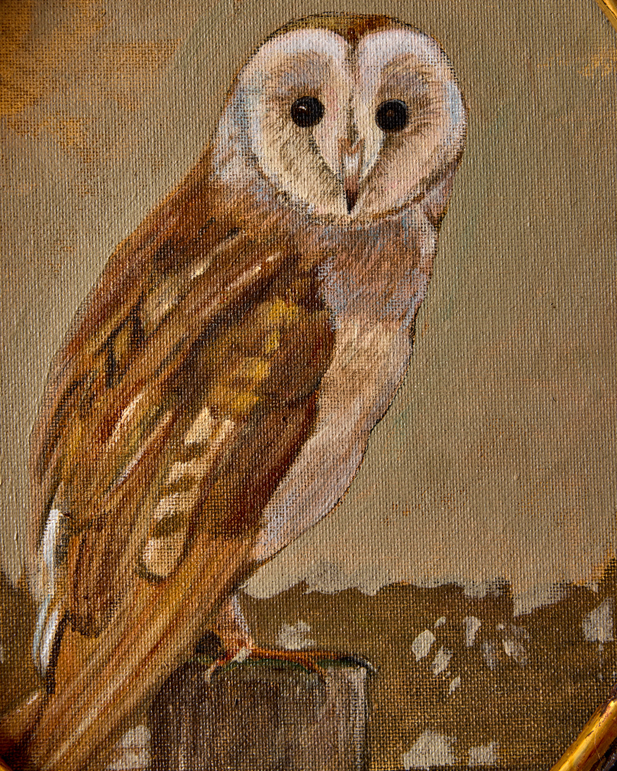 "Barn Owl"